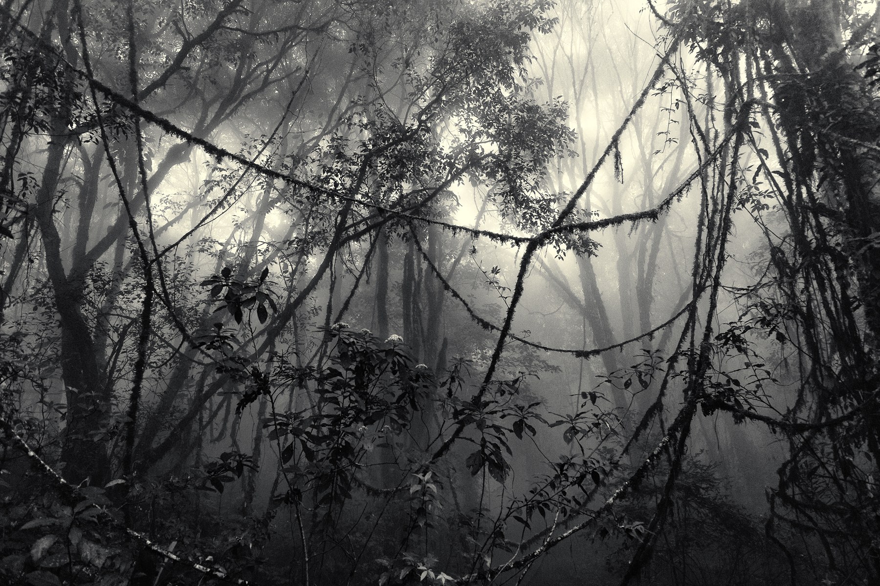 Bosque de Chiang Dao entre árboles y niebla, en el norte de Tailandia